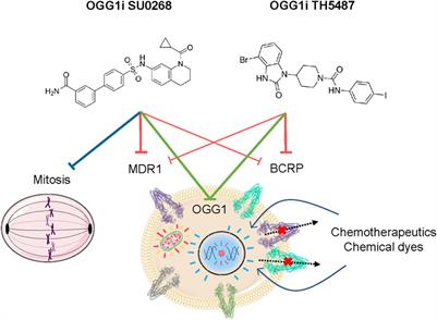 OGG1 competitive inhibitors show important off-target effects by directly inhibiting efflux pumps and disturbing mitotic progression